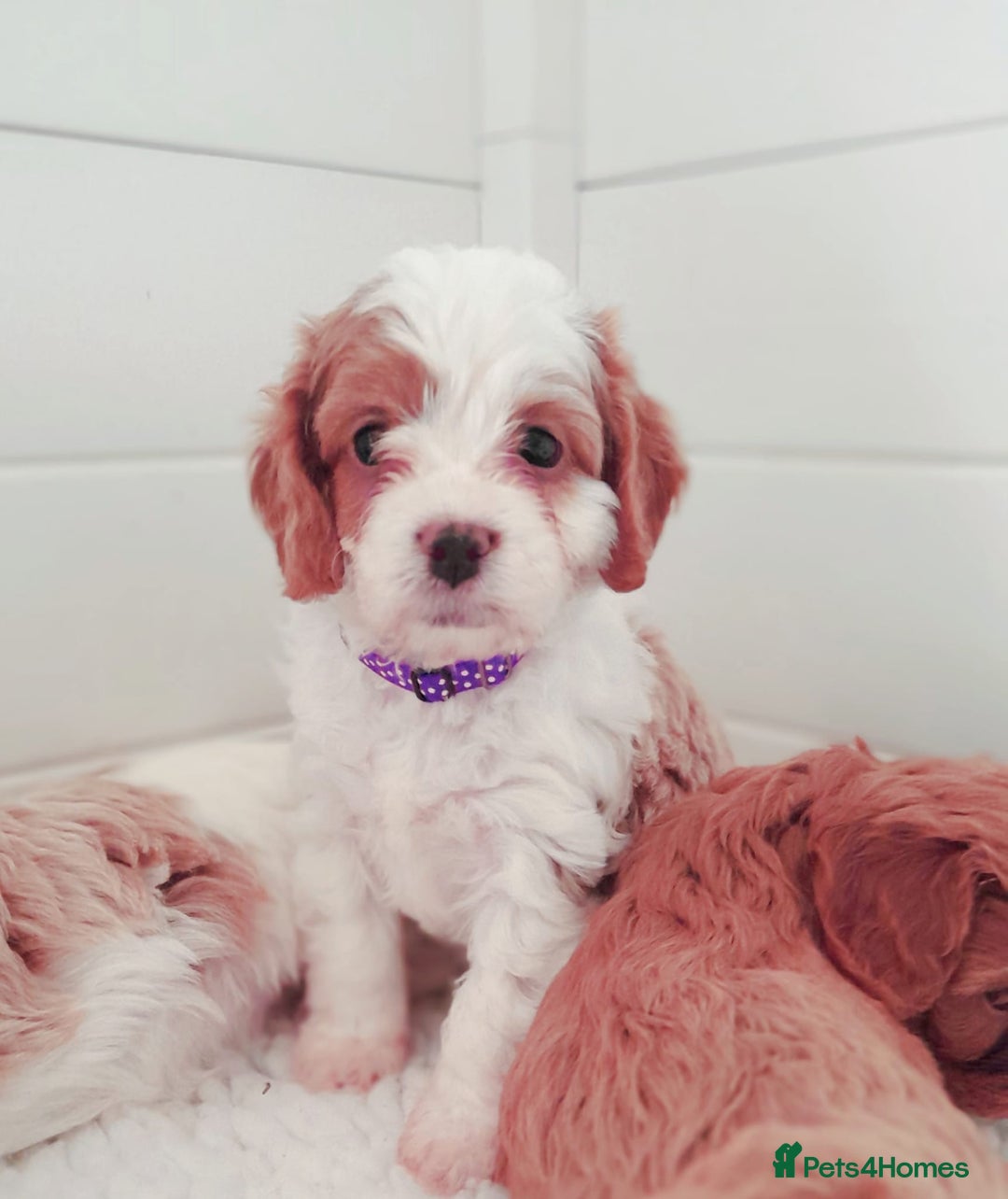 Miniature Poodle dogs for stud: Proven apricot miniature poodle in Sutton Coldfield - Image 11