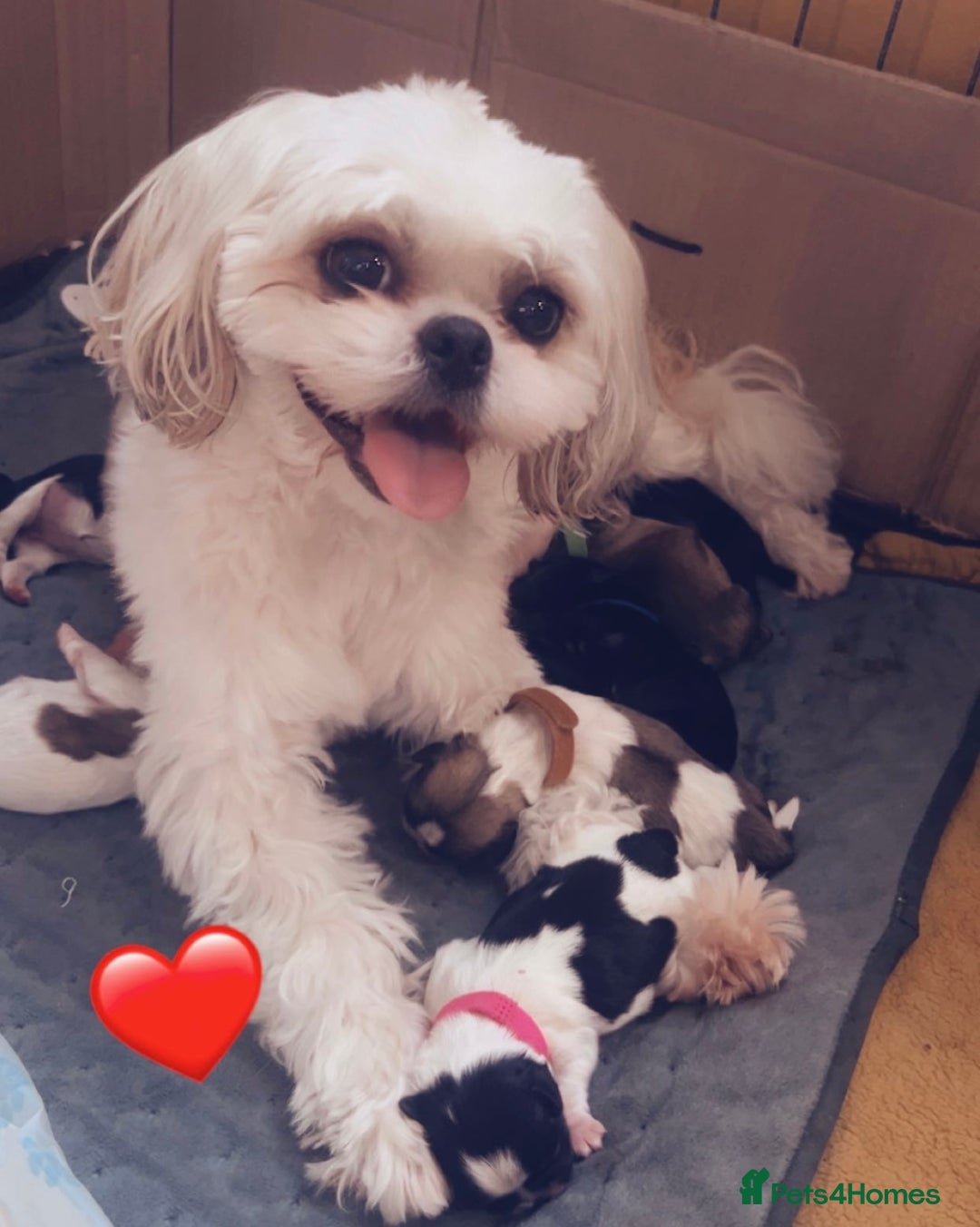 Shih Tzu dogs for sale: Shih tzu puppies  - Image 1
