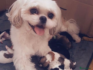 Shih Tzu dogs - Advert 3