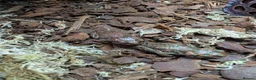 Toad reptiles for sale: 3 Moroccan toads and set up - Advert 4