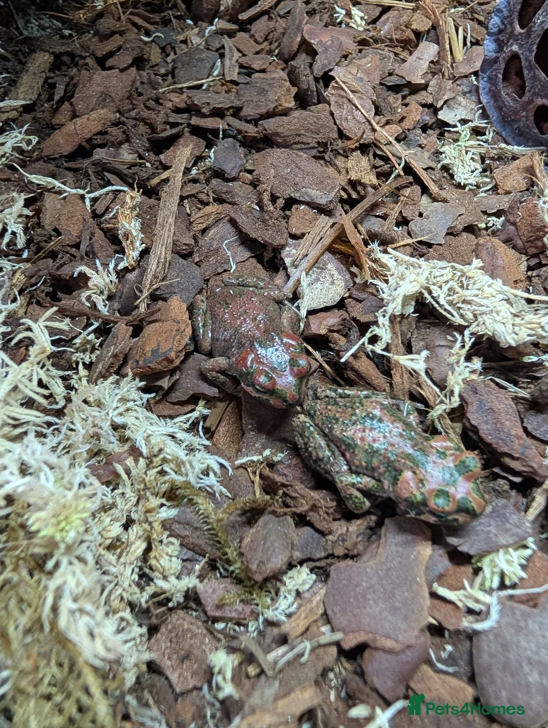 Toad reptiles for sale: 3 Moroccan toads and set up - Advert 4