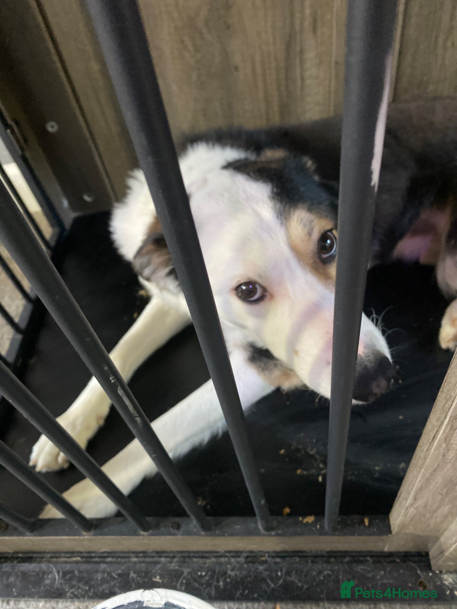 Border Collie dogs Sunny - Advert 4