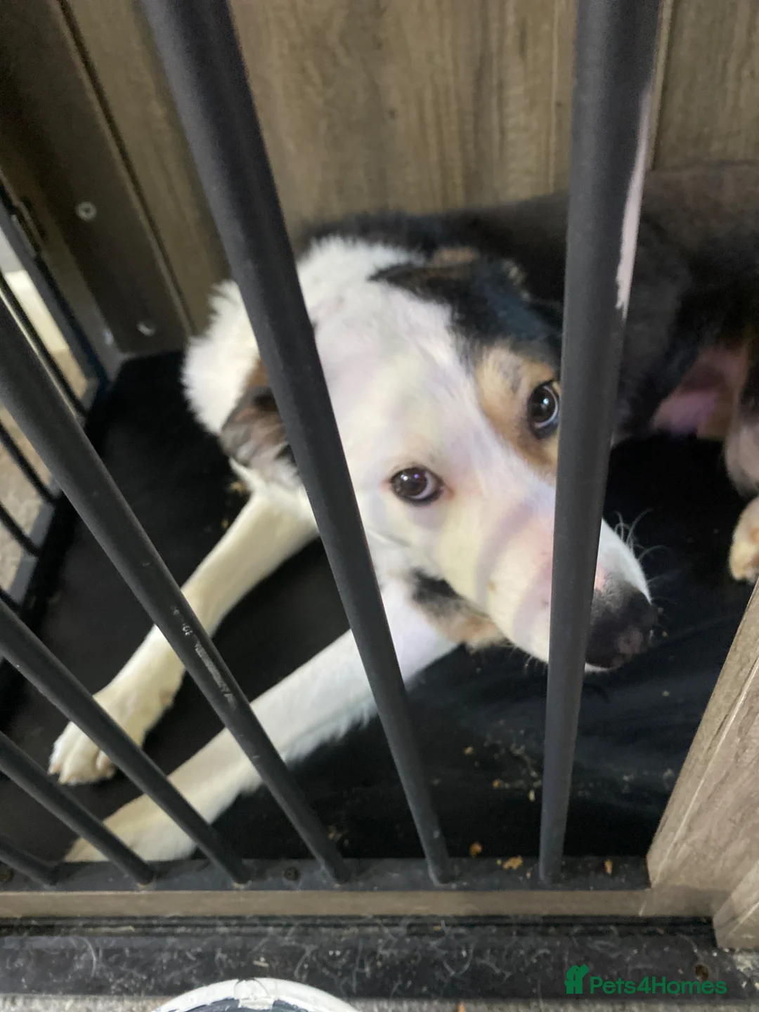 Border Collie dogs for sale: Sunny in Sandy - Advert 1