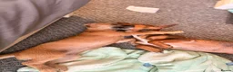 Mixed Breed dogs for sale: Boy and girl puppy  in London - Advert 3