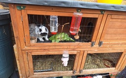 English rabbits for sale: Male English Rabbit - Image 2