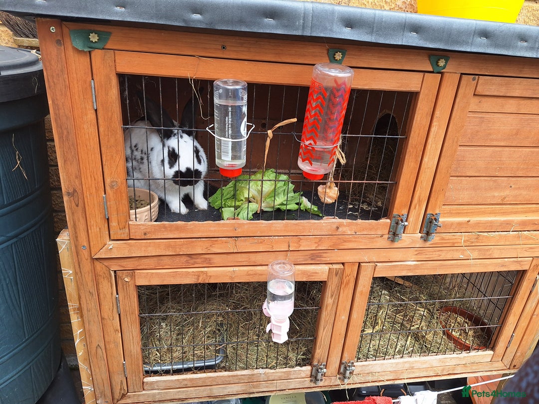 English rabbits for sale: Male English Rabbit - Image 2