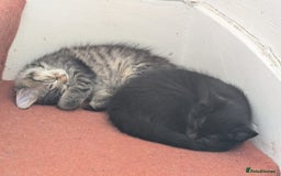 Domestic Shorthair cats for sale: Kind Homes Only – 4 Beautiful Healthy Kittens in Edgware - Image 26