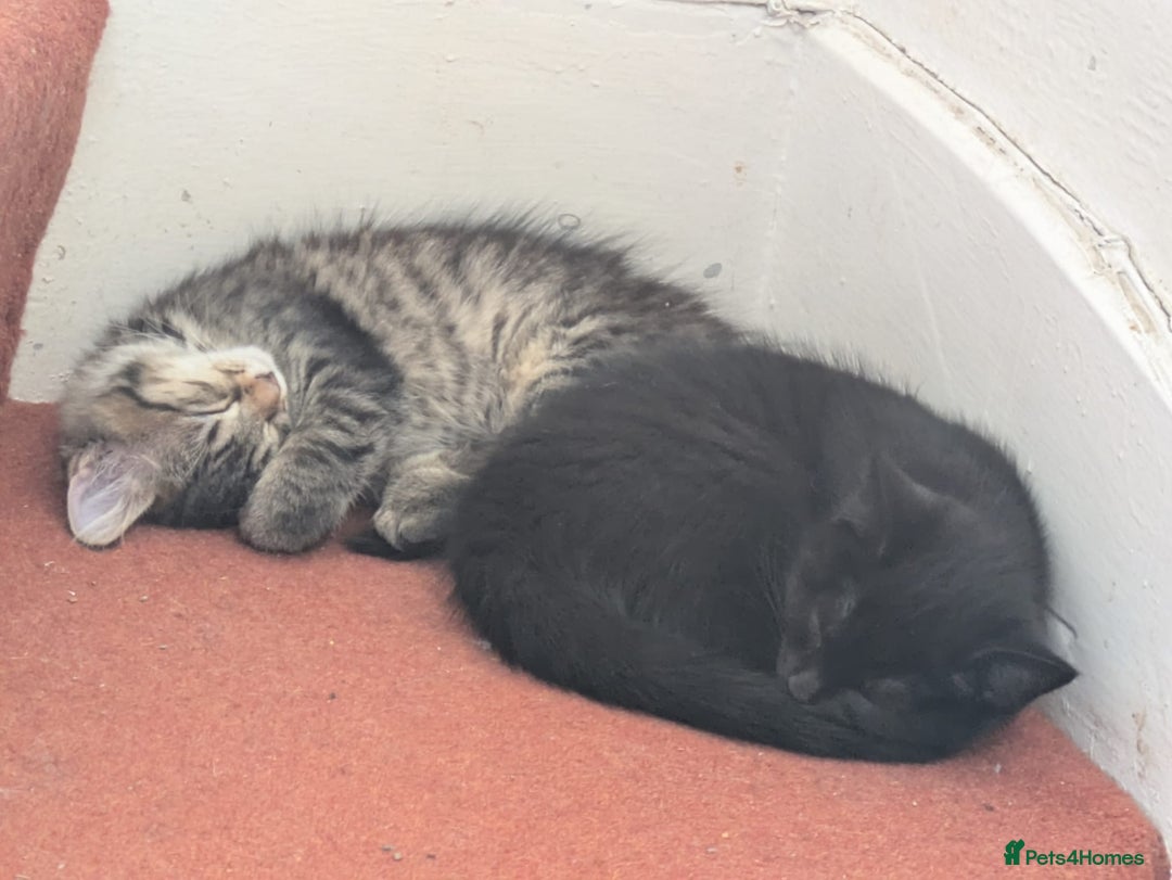 Domestic Shorthair cats for sale: Kind Homes Only – 4 Beautiful Healthy Kittens in Edgware - Image 26