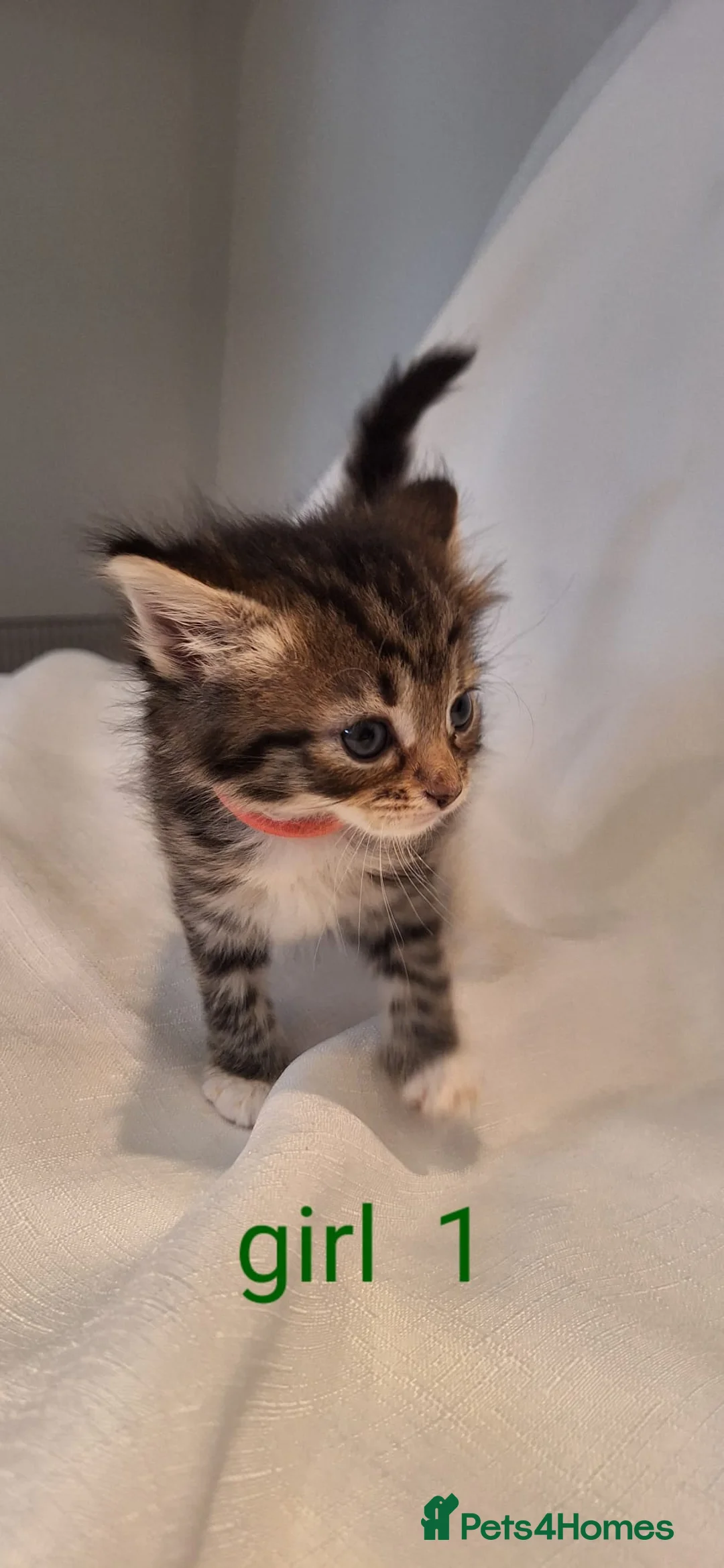 Norwegian Forest Cat cats for sale: Gorgeous Norwegian Forest kittens - Advert 2
