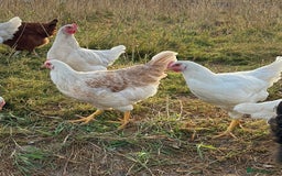 Chickens poultry for sale: Pol Hens For Sale - Image 12