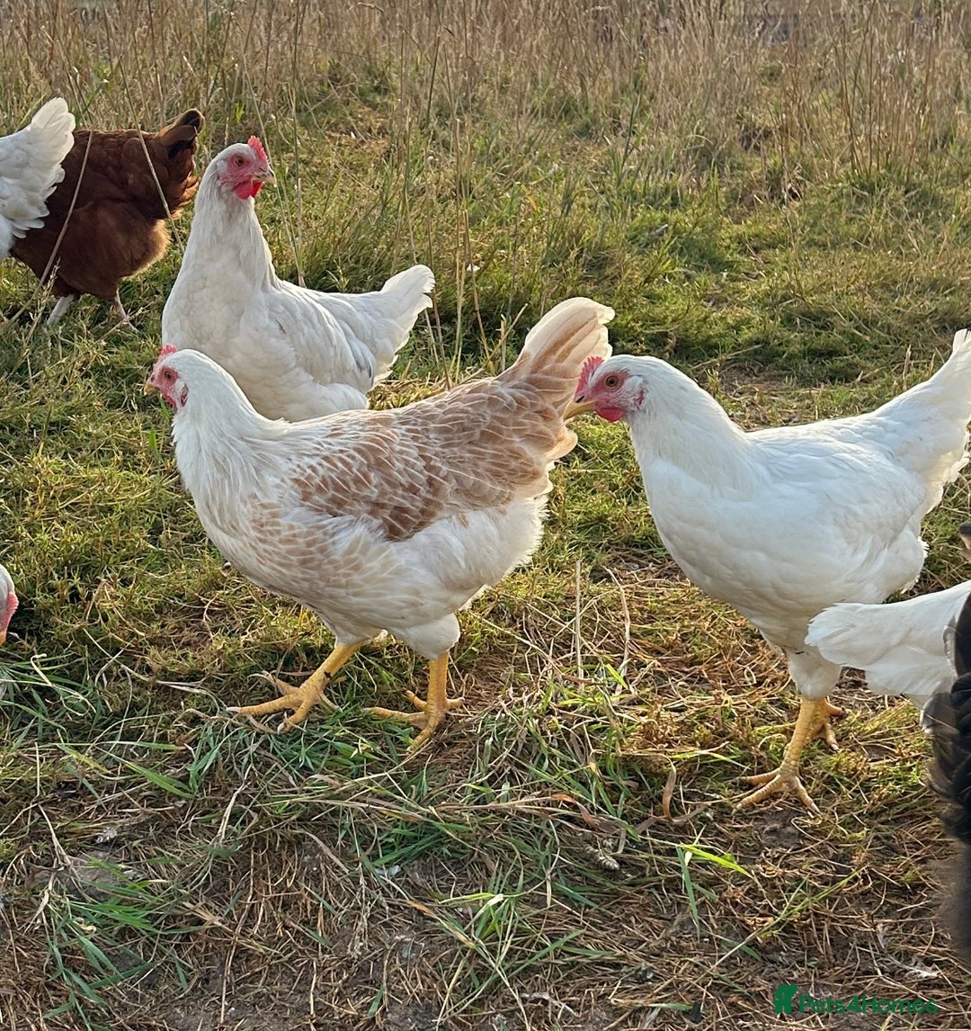 Chickens poultry for sale: Pol Hens For Sale - Image 12