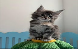 Maine Coon cats for sale: Tica registered kittens - Image 9
