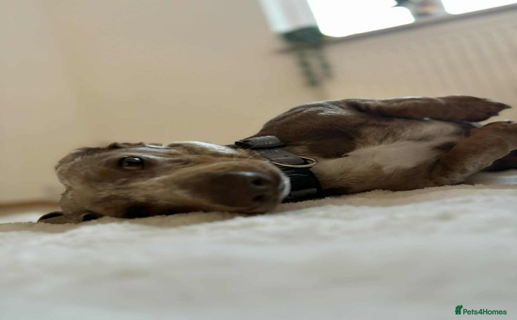 Miniature Dachshund dogs Gorgeous Isabella and dapple stud available! in Bolton - Advert 1