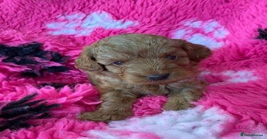 Cavapoo dogs - Advert 10