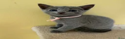 Russian Blue cats for sale: TICA REGISTERED Pure Breed Russian Blue Kittens - Advert 14