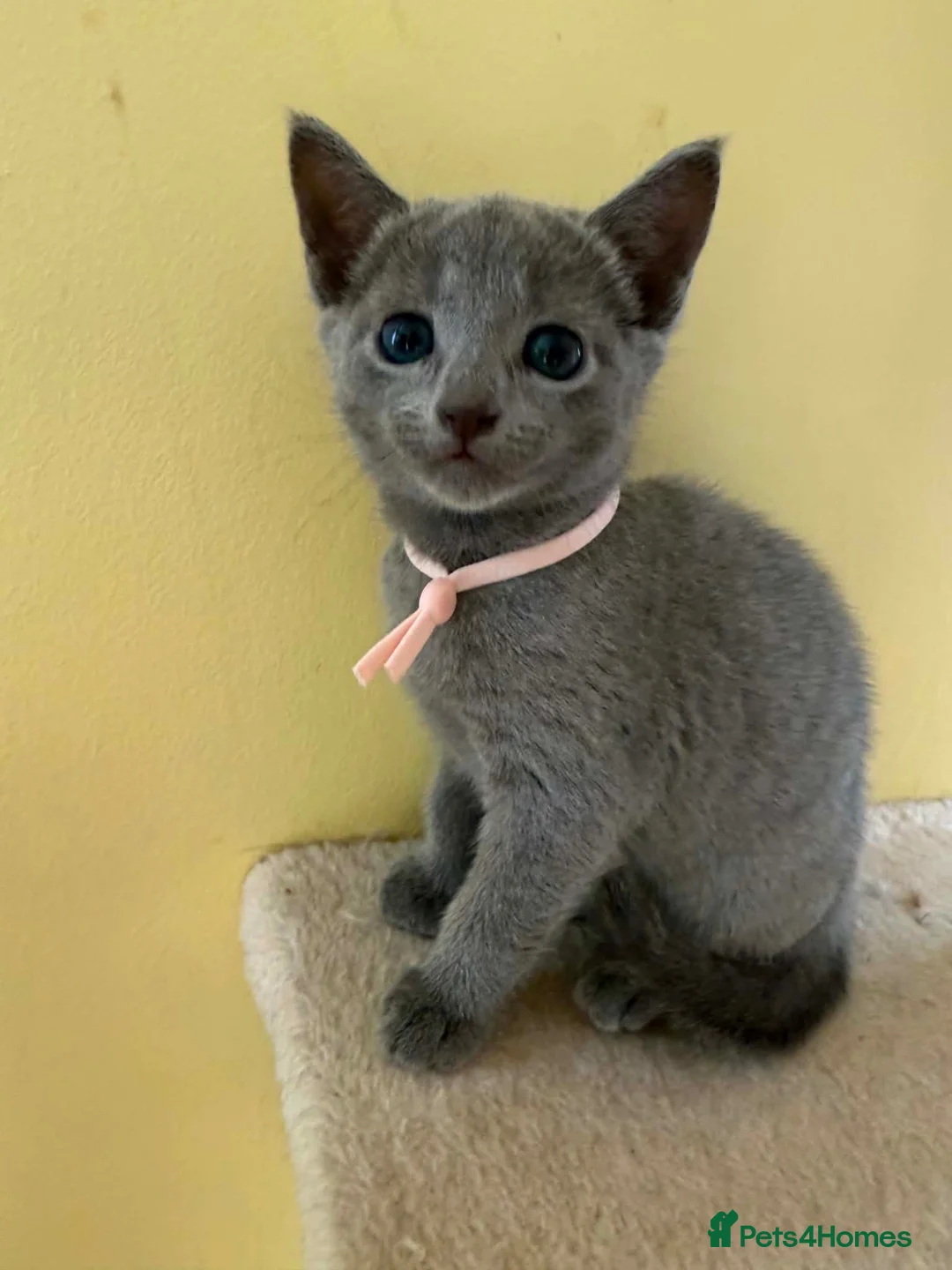 Russian Blue cats for sale: TICA REGISTERED Pure Breed Russian Blue Kittens - Advert 14