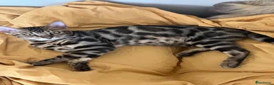 Bengal 1