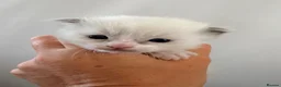 Ragdoll cats for sale: GCCF Ragdoll Kittens Championlines  - Advert 29