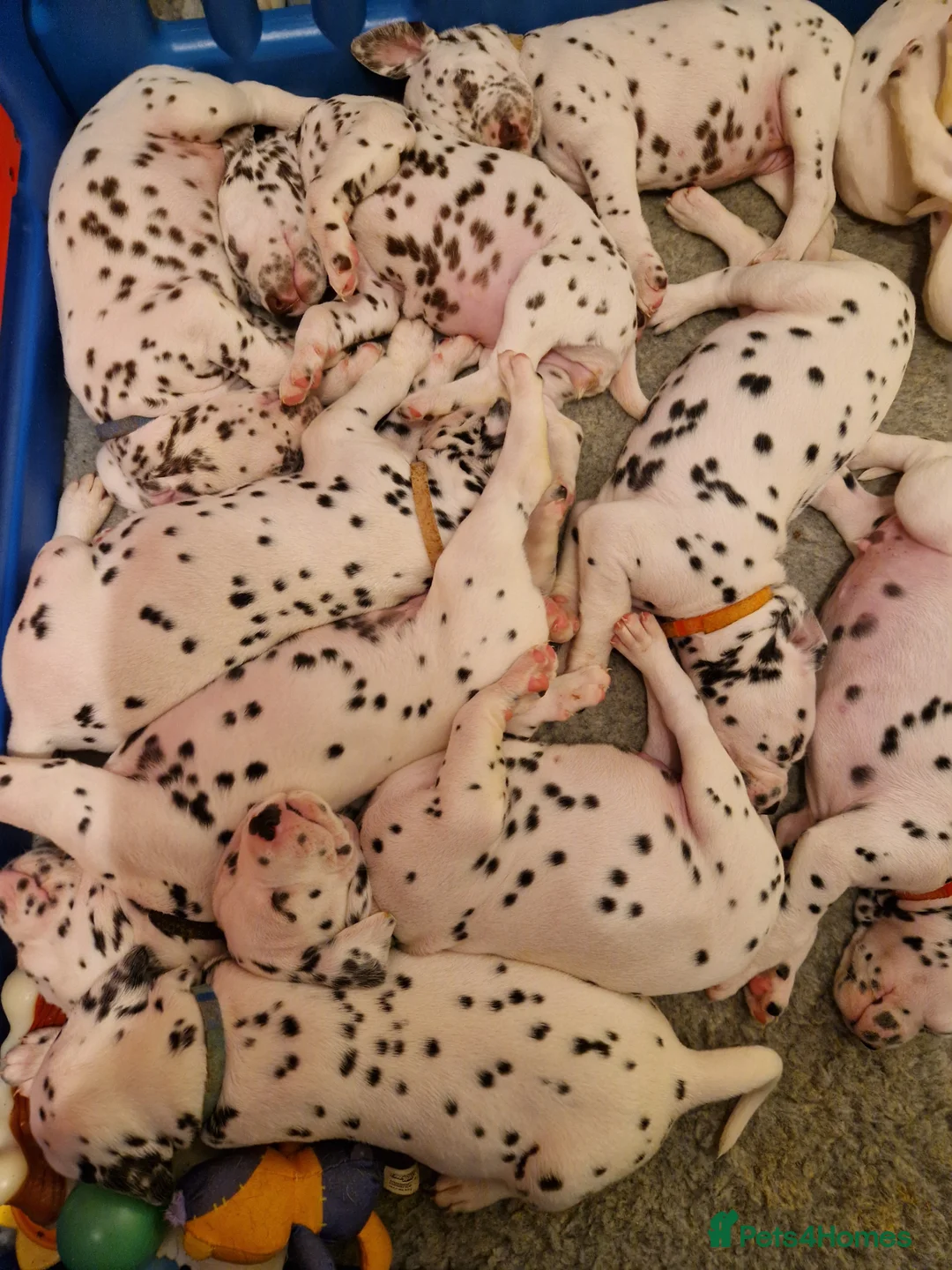 Dalmatian dogs for stud: ❤️Exceptional Proven Dalmatian Stud❤️ - Advert 13
