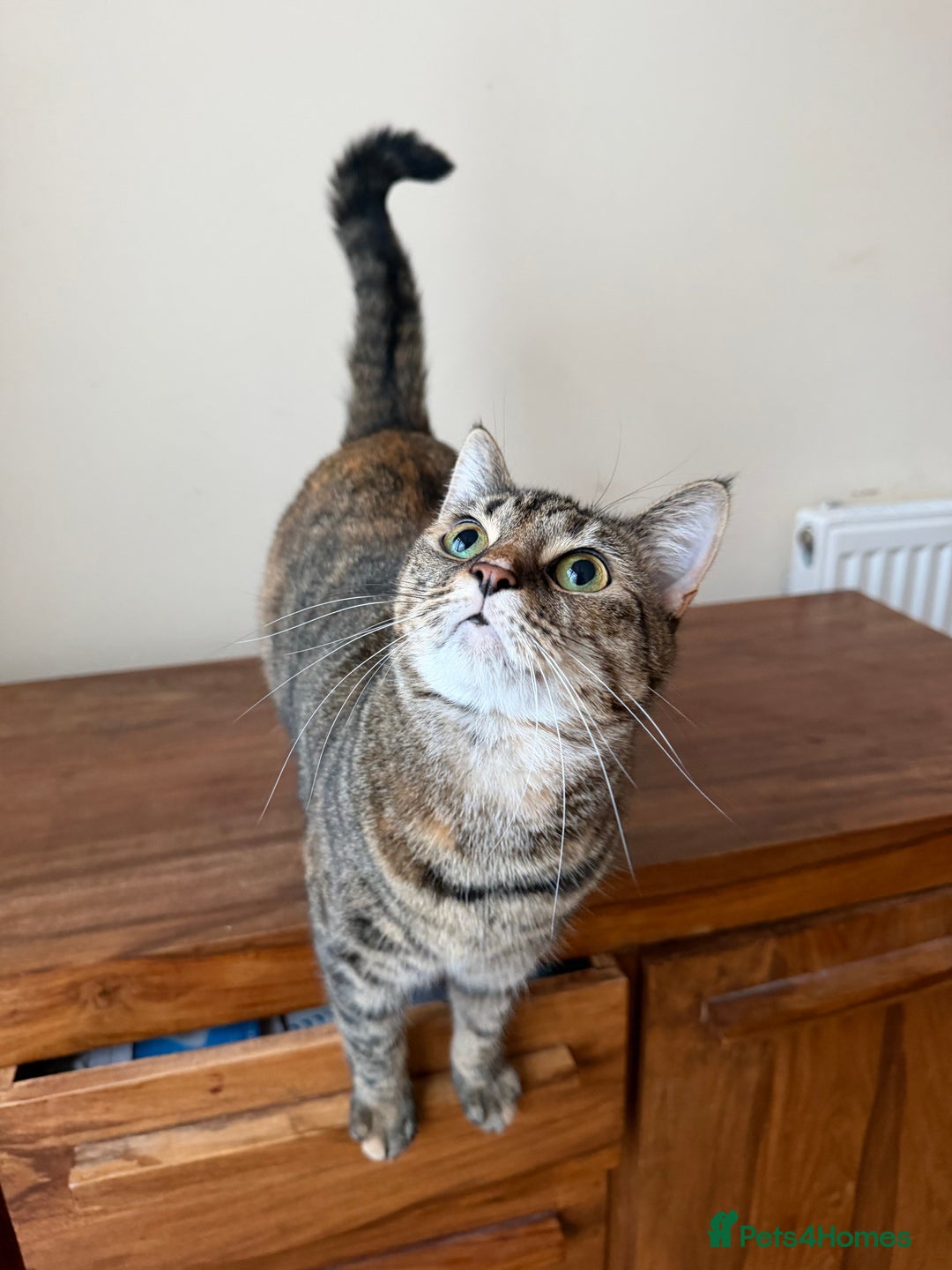 Domestic Shorthair cats for sale: Free Rehome 10 cats - Advert 6