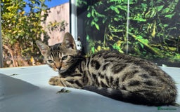 Bengal cats for sale: CUTE SNOW & BROWN BENGAL KITTENS (TICA REG) - Image 11