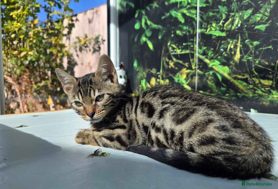 Bengal cats for sale: CUTE SNOW & BROWN BENGAL KITTENS (TICA REG) - Image 11