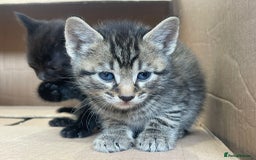 Mixed Breed cats for sale: Adorable kittens  - Image 29