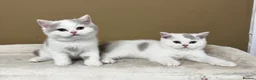 British Shorthair cats for sale: British shorthair kittens  - Advert 11