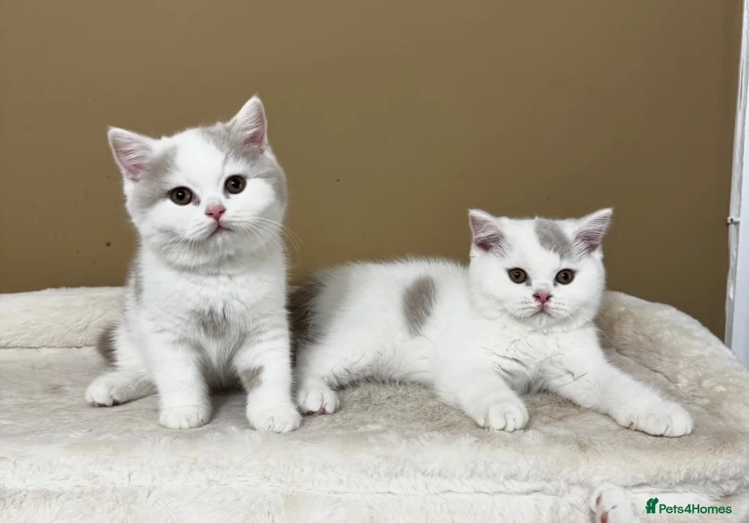 British Shorthair cats for sale: British shorthair kittens  - Advert 11