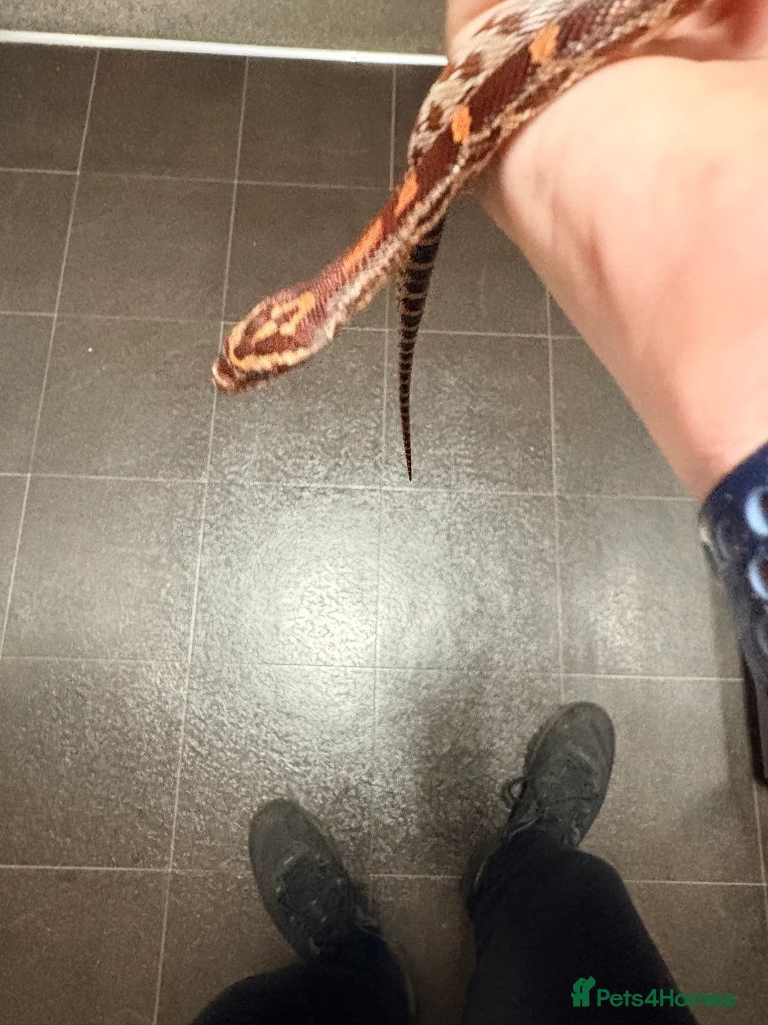 Corn Snake reptiles for sale: Corn snake for sale  - Advert 9