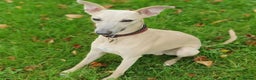 Whippet dogs for stud: Whippet for stud (KC reg; pedigree) Dorset. 20" in Sherborne - Advert 12