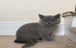 British Shorthair cats for sale: GCCF Active Championship line Blue & Lilac Kittens - Image 18