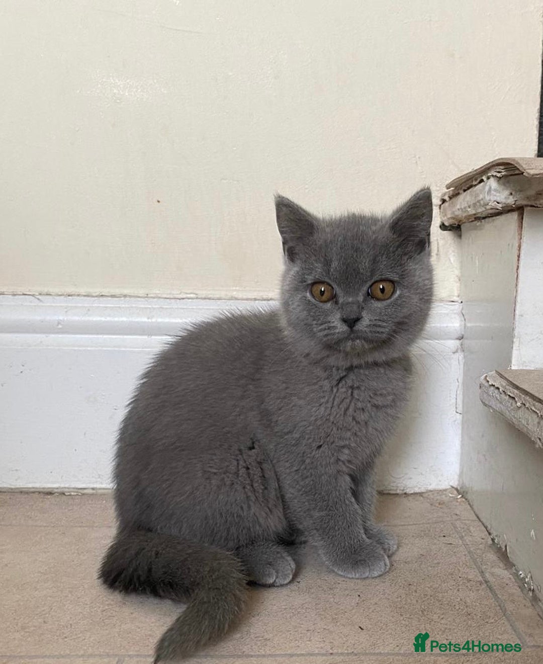 British Shorthair cats for sale: GCCF Active Championship line Blue & Lilac Kittens - Image 18