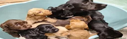 Cockapoo dogs for sale: Gorgeous cockatoo puppies  - Advert 5