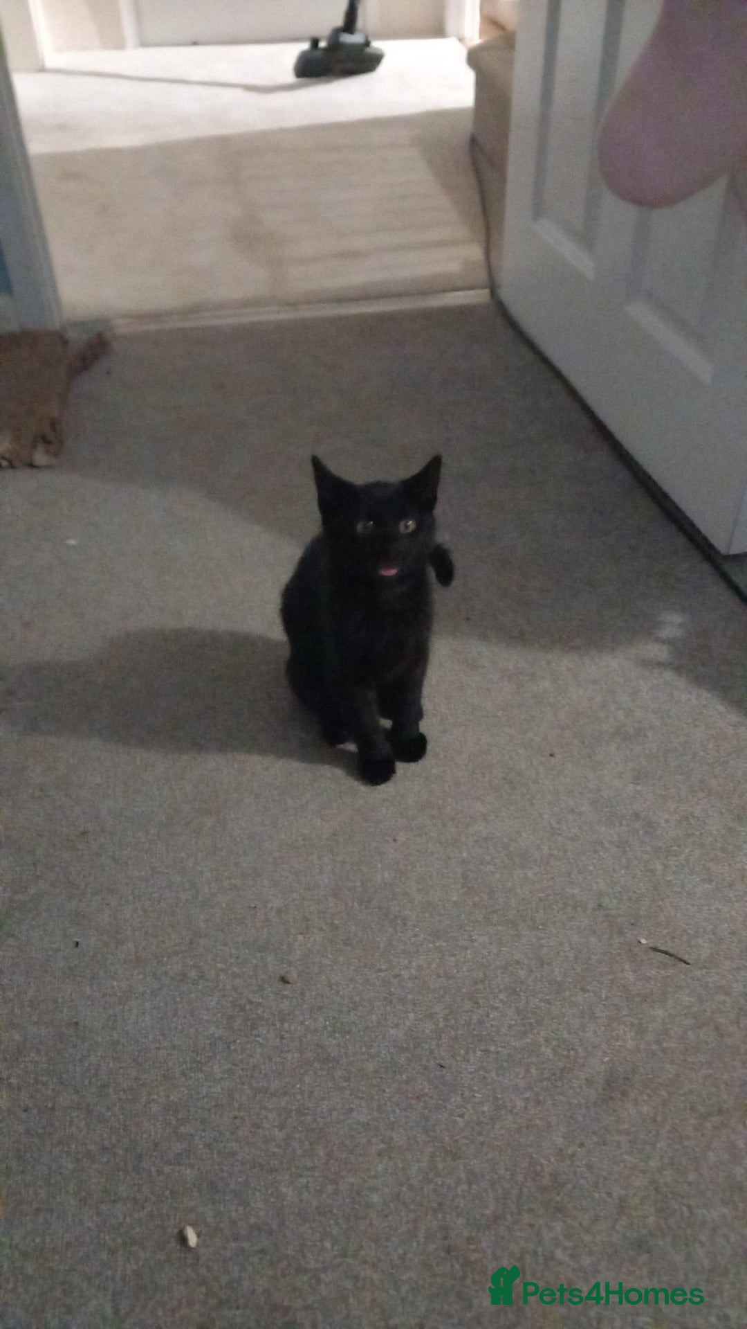 American Shorthair cats for sale: Kitten 4 months old - Advert 1