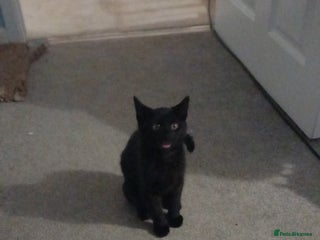 American Shorthair cats Kitten 4 months old - Advert 1