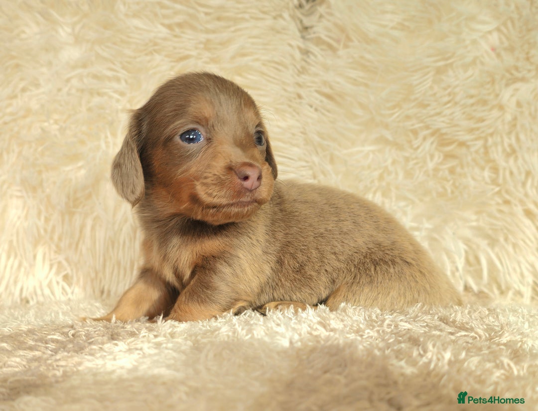 Miniature Dachshund dogs for sale: MINI DACHSHUNDS READY 20TH DEC  - Advert 14