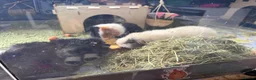 Guinea Pig rodents for sale: Trio of female guineapigs  in Wickford - Advert 10