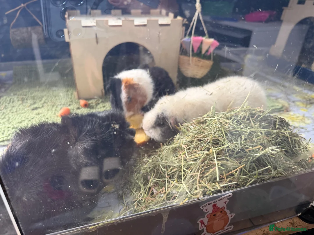 Guinea Pig rodents for sale: Trio of female guineapigs  in Wickford - Advert 10