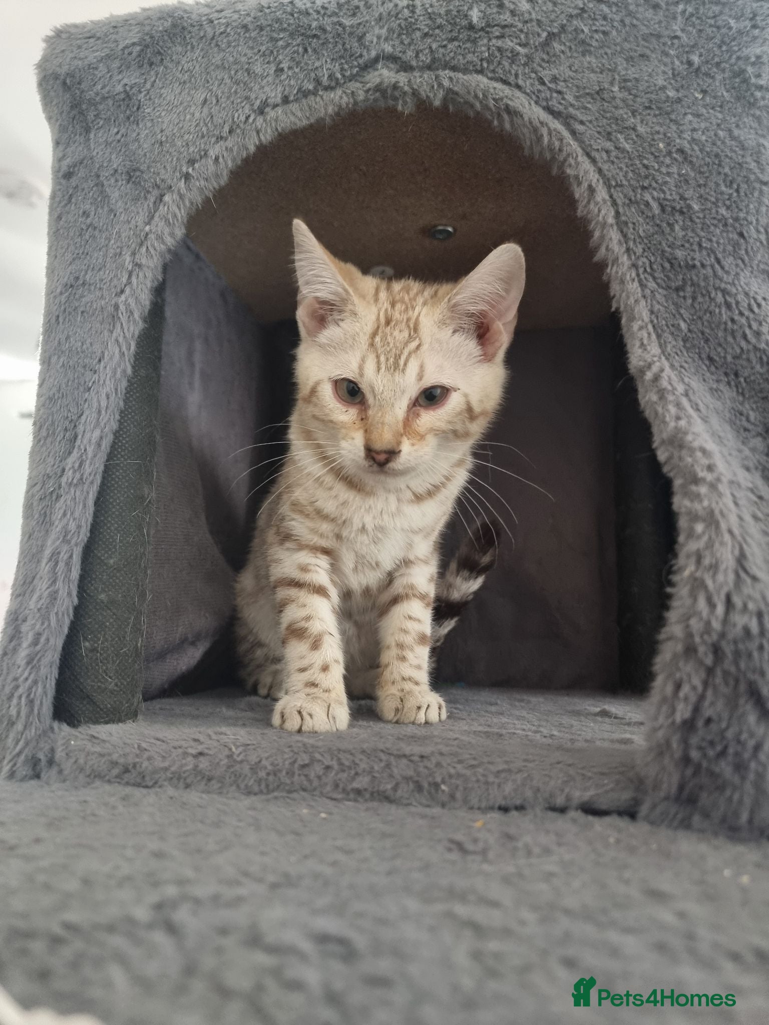Bengal cats 2 bengal kittens for sale 💕 - Advert 1