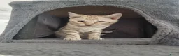 Bengal cats for sale: 2 bengal kittens for sale 💕 in Grays - Advert 1