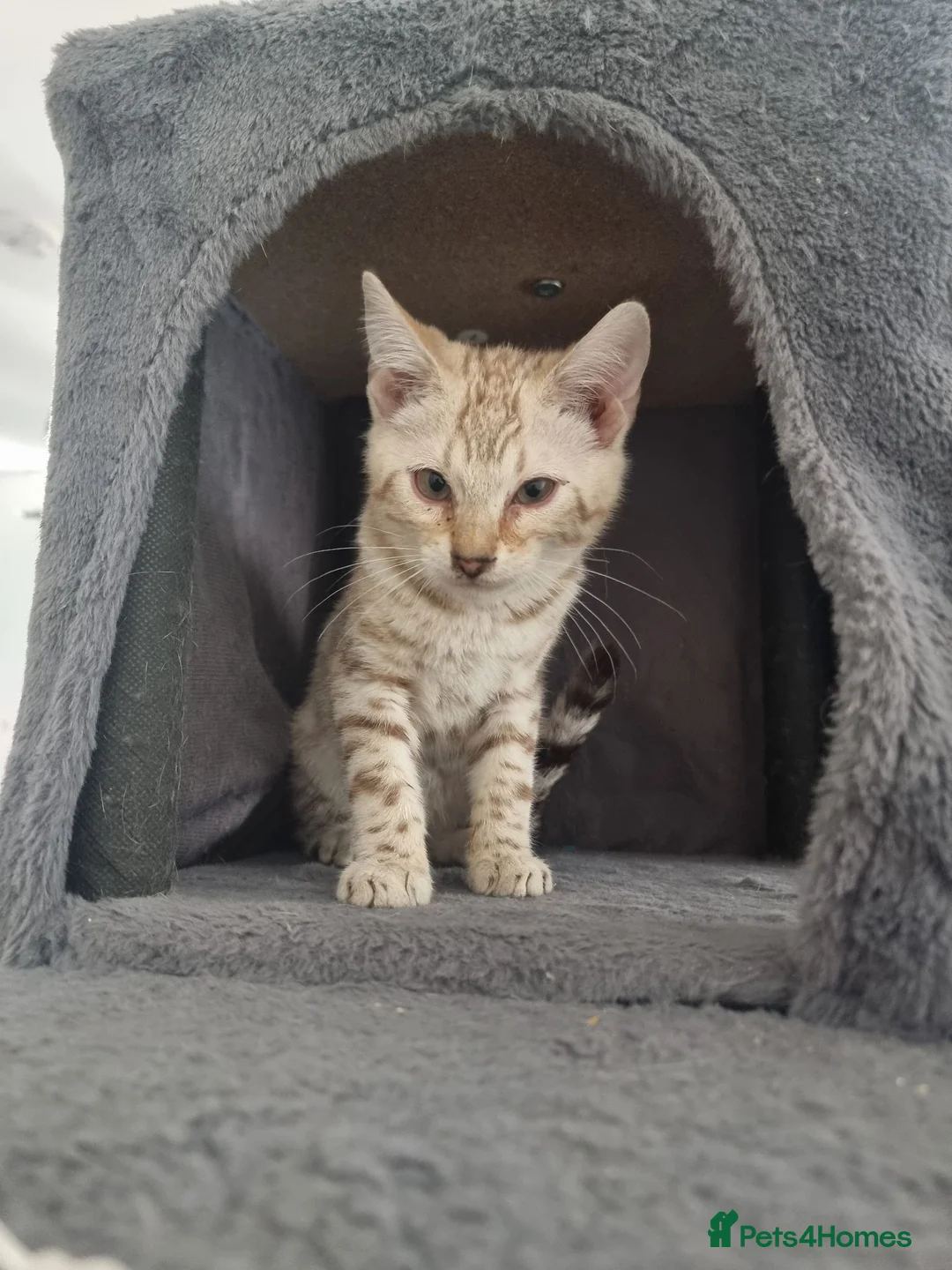 Bengal cats for sale: 2 bengal kittens for sale 💕 in Grays - Advert 1