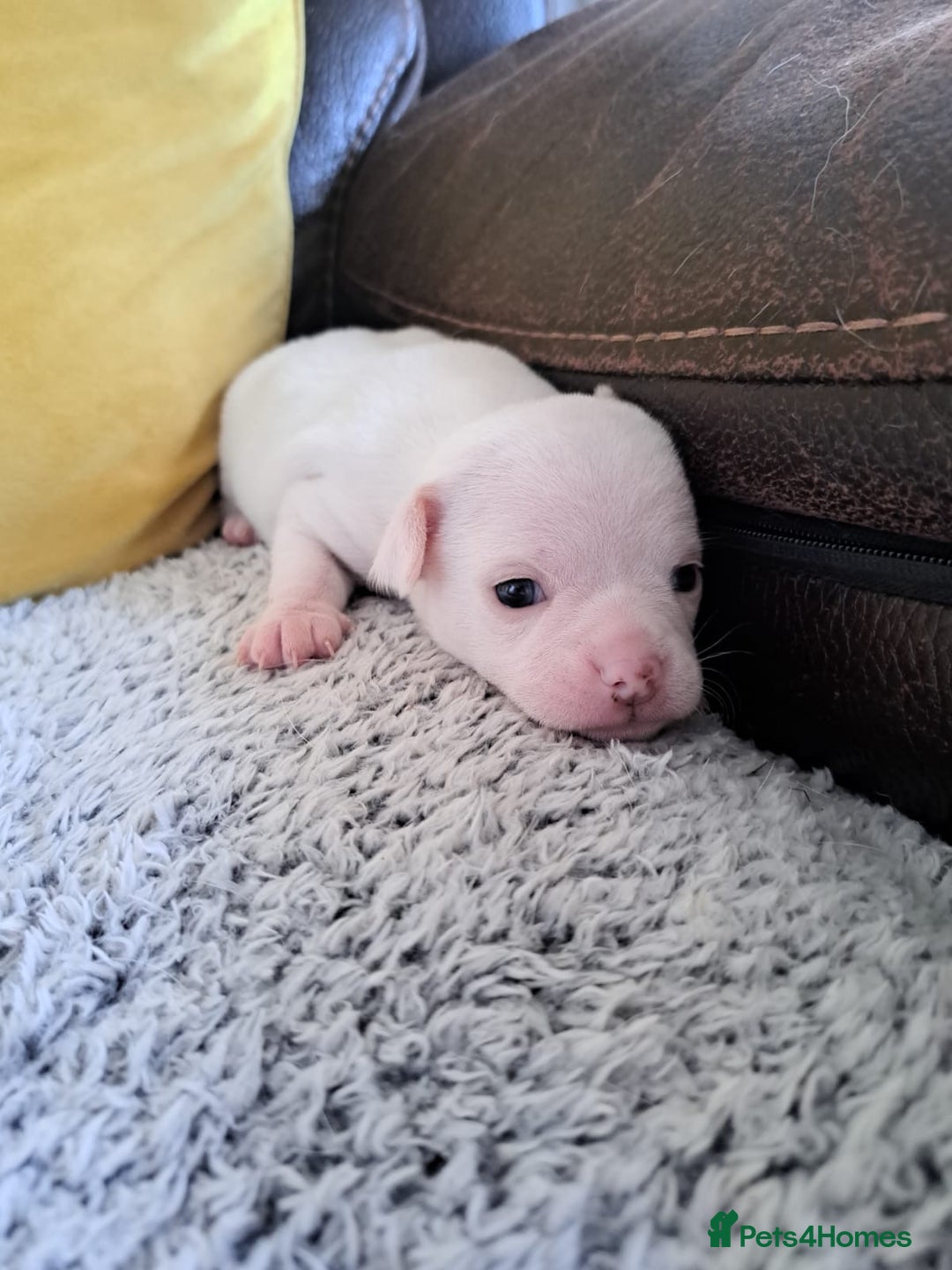 Chihuahua dogs for sale: Chihuahua puppy boy  - Image 1