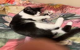 Mixed Breed cats for sale: Male kitten - Advert 9