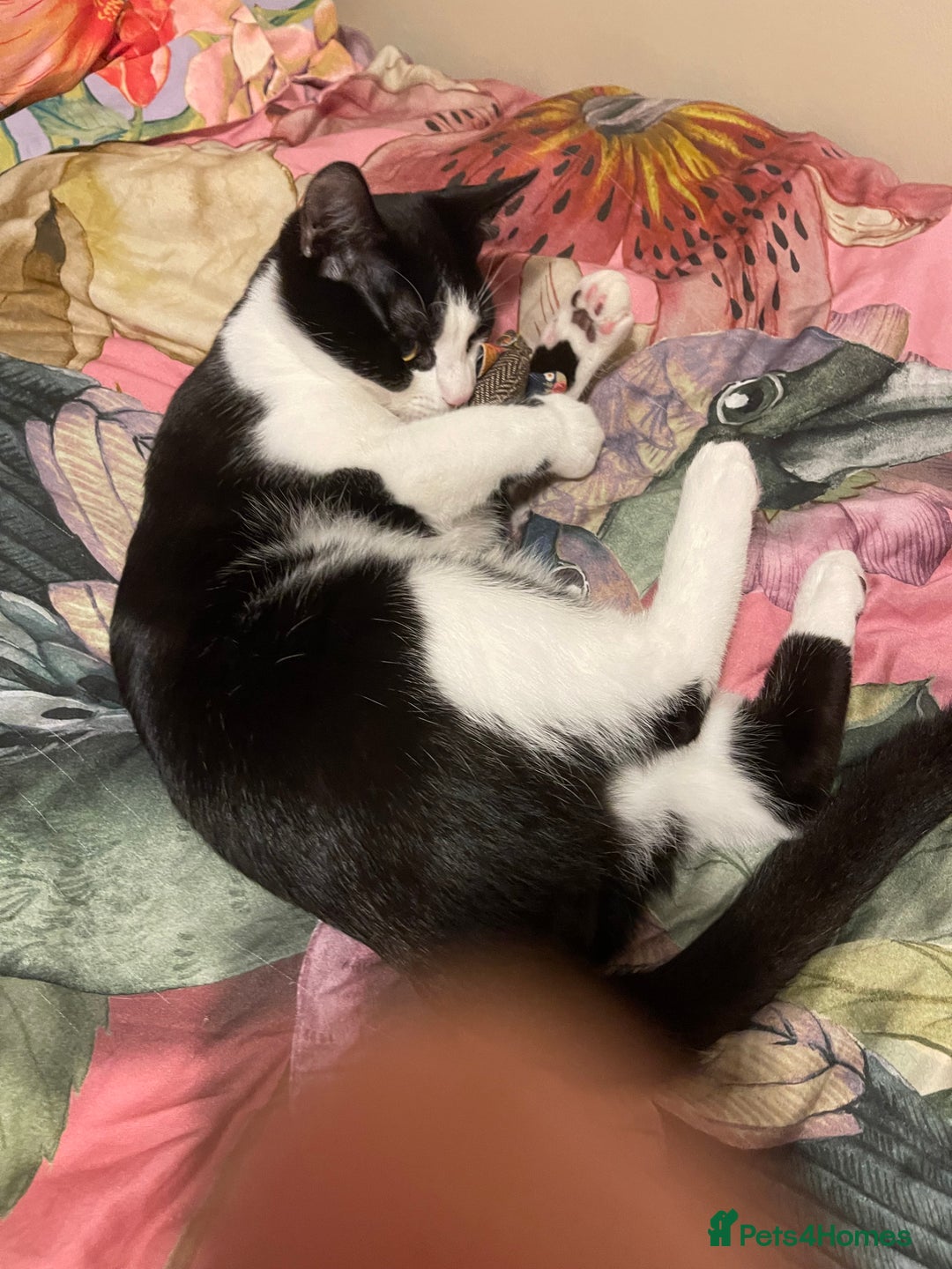 Mixed Breed cats for sale: Male kitten - Advert 9