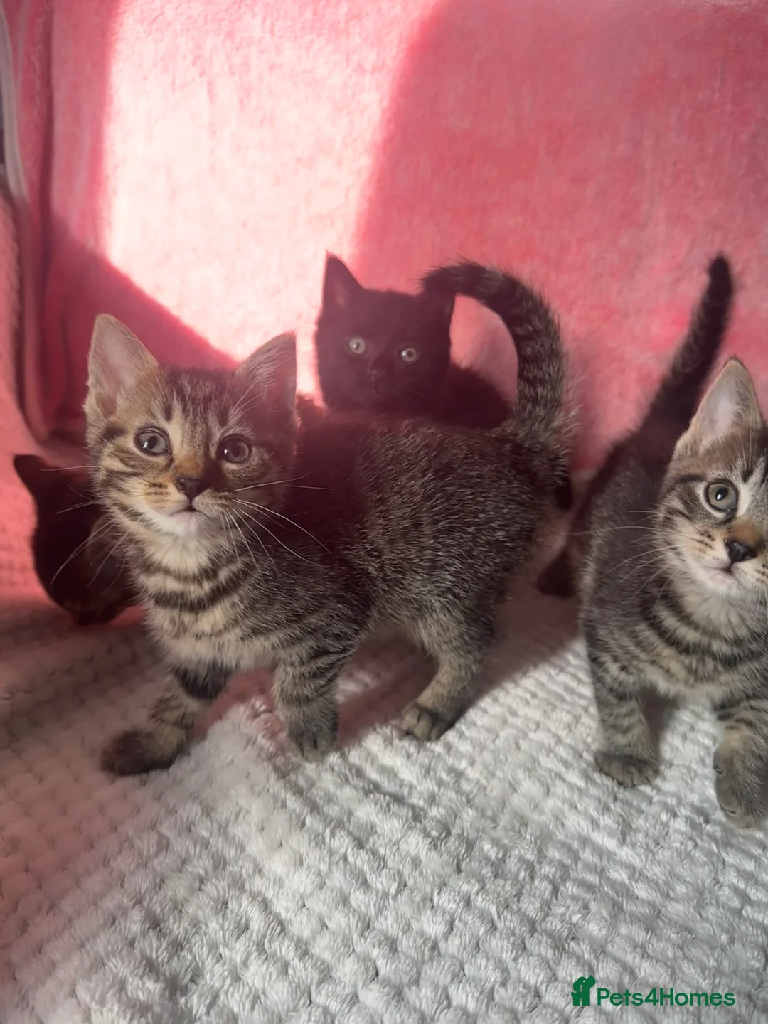 Mixed Breed cats for sale: 4 Tabby Female kittens available  - Advert 9