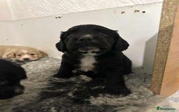 Cocker Spaniel dogs for sale: Working gundog cocker spaniel pups - Image 11