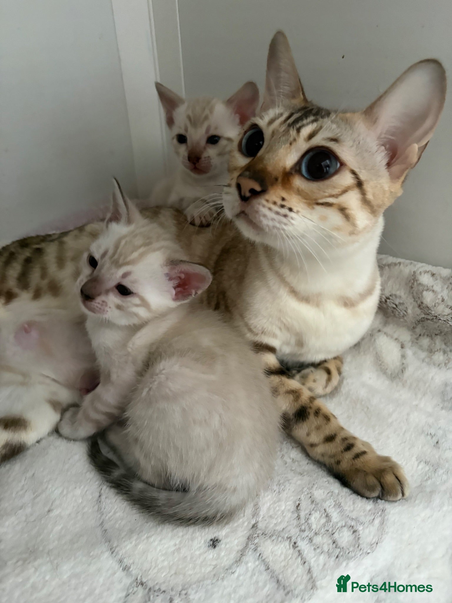 Bengal cats TICA reg Outstanding Bengal Kittens  - Advert 1