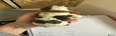 English Springer Spaniel Puppy 11