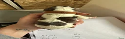 English Springer Spaniel dogs for sale: KC registered L&W springer pups  - Advert 10